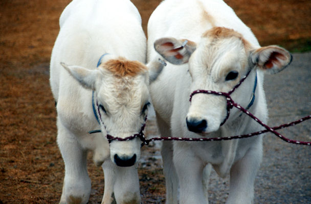 faircalves